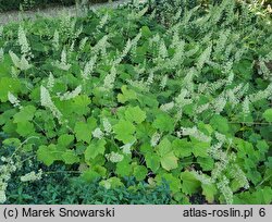 Heuchera villosa var. macrorhiza