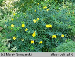 Hypericum cv. Hidcote (dziurawiec 'Hidcote')