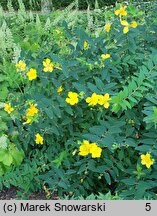 Hypericum cv. Hidcote (dziurawiec 'Hidcote')