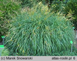 Miscanthus sinensis Yaku Jima