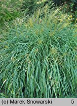 Miscanthus sinensis Yaku Jima