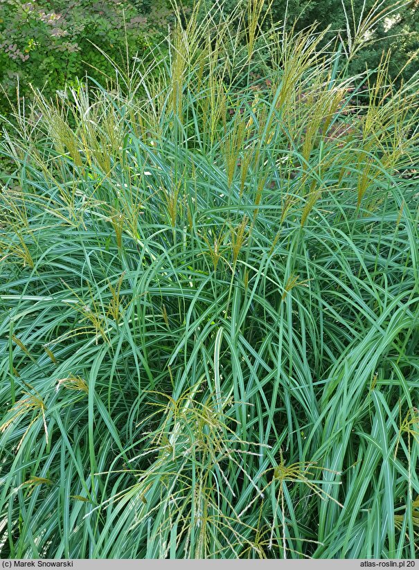 Miscanthus sinensis Yaku Jima