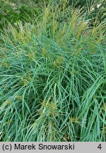 Miscanthus sinensis Yaku Jima