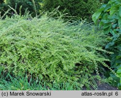 Lonicera nitida Lemon Beauty