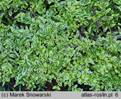 Lonicera nitida Lemon Beauty
