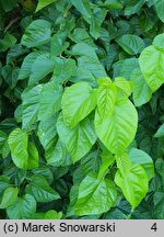 Morus latifolia cv. Spirata (morwa szerokolistna 'Spirata')