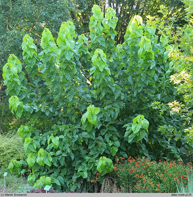 Morus latifolia cv. Spirata (morwa szerokolistna 'Spirata')