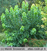 Morus latifolia cv. Spirata (morwa szerokolistna 'Spirata')