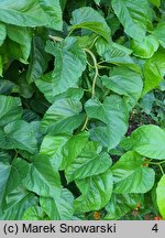 Morus latifolia cv. Spirata (morwa szerokolistna 'Spirata')
