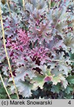 Heuchera Purple Petticoats