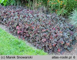 Heuchera Purple Petticoats