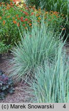 Schizachyrium scoparium Standing Ovation