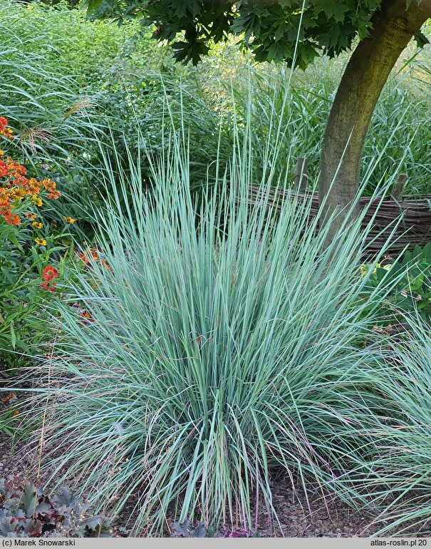 Schizachyrium scoparium Standing Ovation