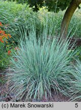 Schizachyrium scoparium Standing Ovation