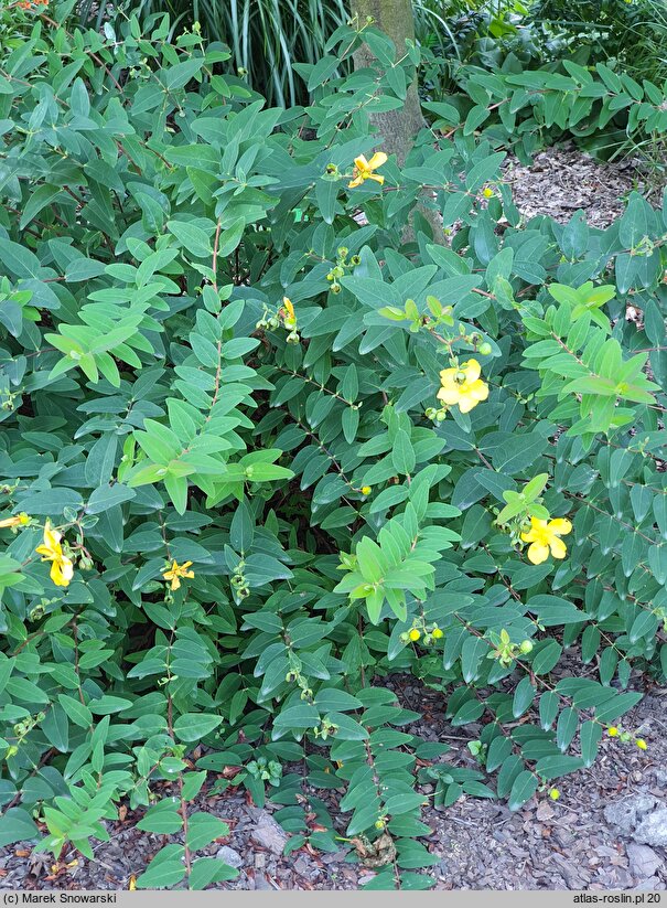 Hypericum kouytchense