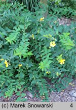 Hypericum kouytchense