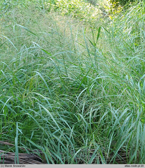 Panicum virgatum Squaw