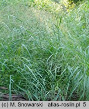 Panicum virgatum Squaw