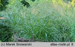 Panicum virgatum Squaw