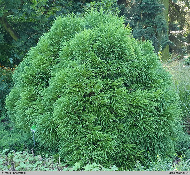 Cryptomeria japonica Globosa