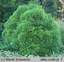 Cryptomeria japonica Globosa