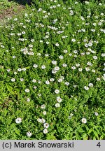 Symphyotrichum dumosum Apollo