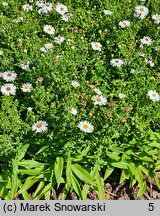 Symphyotrichum dumosum Apollo