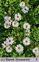 Symphyotrichum dumosum Apollo