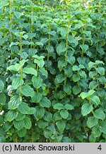 Cornus sanguinea Compressa