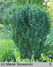 Cornus sanguinea Compressa