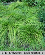 Carex umbrosa ssp. sabynensis (turzyca cienista sabińska)