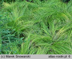 Carex umbrosa ssp. sabynensis (turzyca cienista sabińska)