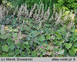 Heuchera Bronze Beauty