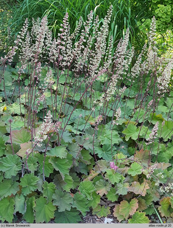 Heuchera Bronze Beauty