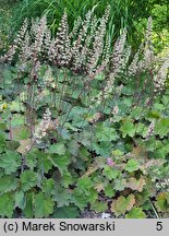 Heuchera Bronze Beauty