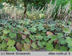 Heuchera Bronze Beauty