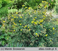 Potentilla fruticosa Dart's Golddigger