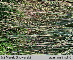 Schizachyrium scoparium (palczatka miotlasta)