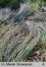 Schizachyrium scoparium (palczatka miotlasta)