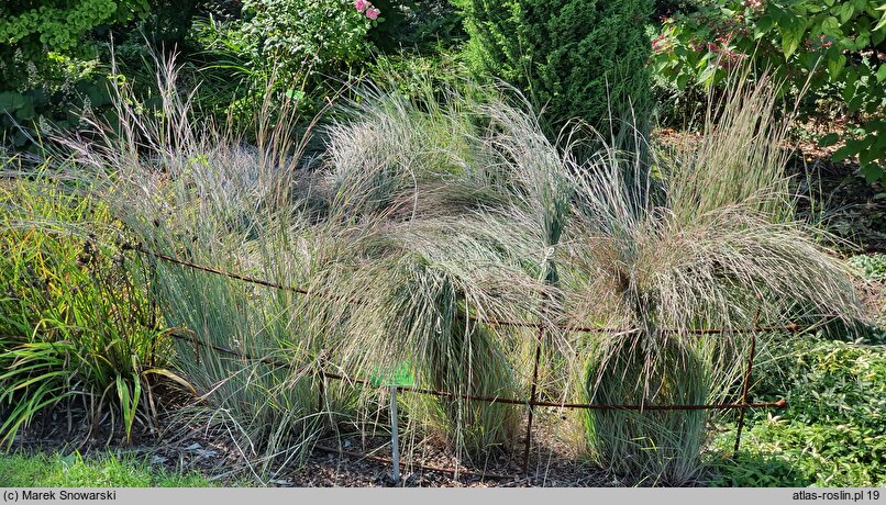 Schizachyrium scoparium (palczatka miotlasta)