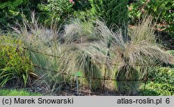 Schizachyrium scoparium (palczatka miotlasta)