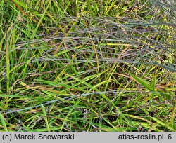 Schizachyrium scoparium (palczatka miotlasta)