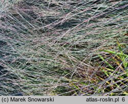 Schizachyrium scoparium (palczatka miotlasta)