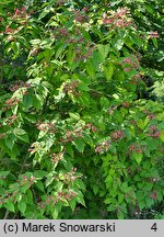 Clerodendrum trichotomum (szczęślin trójdzielny)