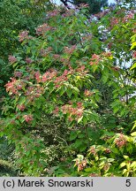 Clerodendrum trichotomum (szczęślin trójdzielny)