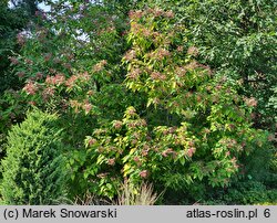 Clerodendrum trichotomum (szczęślin trójdzielny)