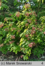 Clerodendrum trichotomum (szczęślin trójdzielny)