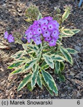 Phlox paniculata Olympus