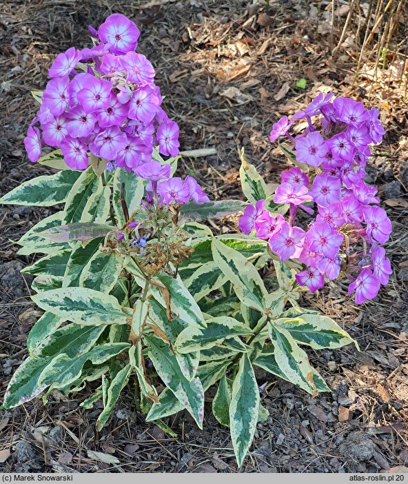 Phlox paniculata Olympus