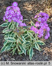 Phlox paniculata Olympus